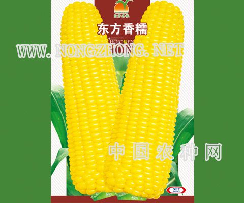 东方香糯